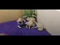 Download Lagu Frogs Defend Phone from Man