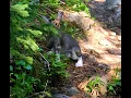 Ouzel Falls hike from Wild Basin Trailhead in Rocky Mountain National Park