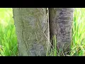 Spring | Cinematic short film