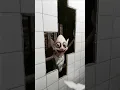 Download Lagu HE'S IN THE WALLS! #horror #creepy #cursed #shorts