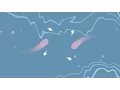 shape animation in after effects