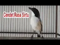 Download Lagu Cendet gacor isian sirtu, prenjak ciblek