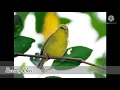 Download Lagu Nada Dering Burung Pleci ngerol Kenari