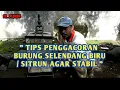 Lagu TIPS MENGGACORKAN BURUNG SELENDANG BIRU /  SITRUN AGAR STABIL