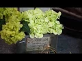 Download Lagu Iman adalah Mutiara - Raihan (cover by Iwan Abdie and the Bohemians Band)