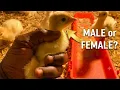 How To Tell Male And Female Turkey Chicks