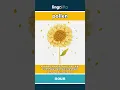 Pollen Meaning Flash Card Learn English Vocabulary