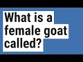What is a female goat called