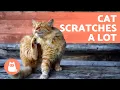 My CAT Is SCRATCHING Themselves RAW 7 Causes and Solutions