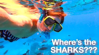 Got skunked on a shark watch! And Bye Bye Maldives 👋 SVA Episode 105