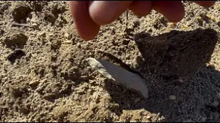 The Ancient People 621 Indian Artifact Finds NOV 2025 