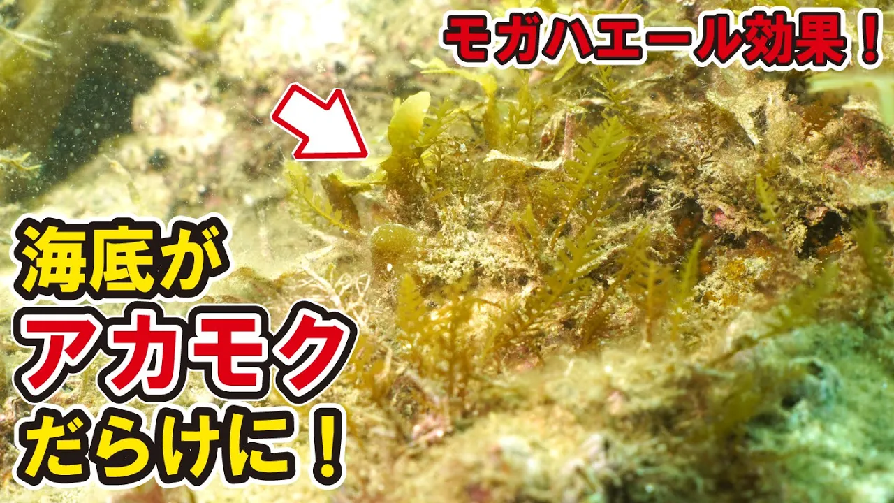 初夏なのに海底がアカモクだらけに！？想定を上回るモガハエールの効果が凄い！