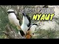 Download Lagu Terapi Suara Cendet Alam Liar Untuk Merangsang Burung Cendet Supaya Gacor Rajin Bunyi