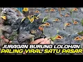 Lagu JELANG PUASA ! HARGA BURUNG LOLOHAN MAKIN GA KONDUSIF STOK PULUHAN EKOR DIJUAL MURAH HARI INI