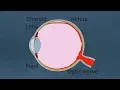 EyeBall Safety Total Solar Eclipse Exploratorium