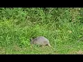 Armadillos carry LePrOSy---Do Not Handle