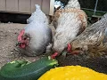 Safe Treats for Chickens and how to sprout lentils