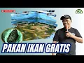Download Lagu MEMBUAT PAKAN IKAN DENGAN BAHAN GRATIS #bayudiningrat #bayusehatmandiri #pertanian