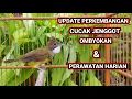 Download Lagu UPDATE CUCAK JENGGOT HASIL OMBYOKAN \u0026 PERAWATAN HARIAN