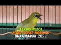 Download Lagu Terapi Pleci Agar Cepat Ngriwik Buka Paruh Terbaru 2022