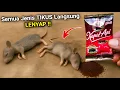 Download Lagu Ratusan TIKUS LENYAP dalam SEKEJAP‼️