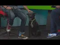 Pet Project Snufflepupagus up for adoption at Kansas Humane Society
