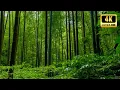 Whispers of the Bamboo Exploring Tranquil Forests in 4K