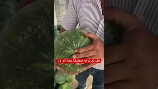 طريقة معرفة ادا البطيخة حمراء ومستوية او لا بطيخ غزة فلسطين Explore طعام اكسبلور 