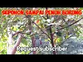 Download Lagu Suara Pikat Sogon Terancam Kombinasi Gereja Tarung
