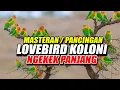 Download Lagu PANCINGAN LOVEBIRD KOLONI NGEKEK PANJANG
