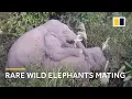 Rare footage shows Asian elephants mating