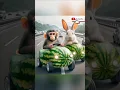 Download Lagu Monyet lucu \u0026 kelinci lucu #monkey #monyet #monyetlucu #cutemonkey #lucu #kocak #ngakak #kelinci