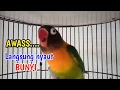 Lagu Suara lovebird gacor ngekek panjang jagonya memancing bunyi awas putar sebentar langsung nyaut bunyi