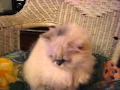 Download Lagu Copy of Tu Tu Kitty In Her Rocking Chair