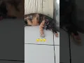 Download Lagu emng ada kucing ngorok? 😆😪 #cat #funny #cute #animals #catshorts #pets #viral #shortvideo #shorts