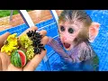 Download Lagu Monyet Bon Bon Memanen Jeruk di Kebun dan Mengembalikan Uang yang Dijatuhkan