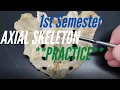 AXIAL SKELETON A P Practice for First Semester Skulls Vert Ribs and Sternum