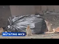 Mutating mice becoming growing problem in Philly researchers say