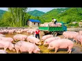 Download Lagu Buying 1000+ Pigs from Villagers, Use Truck to Transport Pigs Go to Market Sell