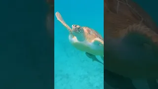 We saw a dark spot in the water… so we jumped in to say hi to this guy! 🐢😍 #boatlife #turtle