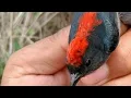 Download Lagu cuci gudang semua jenis burung habiskan