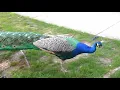 Peacocks attack people in Vancouver