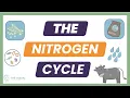 The Nitrogen Cycle Simple Breakdown for AP Environmental Science Exam