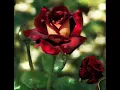 a beautiful rose GIF