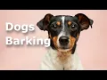 Download Lagu Dogs barking sounds | 1 hour | 🐶🐶🐶🐶🐶🐶🐶🐶