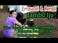 Download Lagu ''JAMBU IJO '' ERNAWATI \u0026 DENALI  GITAR TUNGGAL BATANGHARI SEMBILAN  SUMATERA SELATAN REJUNGAN 1978