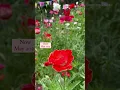 Poppies need cold stratification to germinate That s why I plant my poppies in Jan