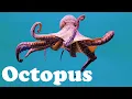 Download Lagu Octopus - Animal of the Day | Educational Animal Videos for Kids, Toddlers and Preschool Children
