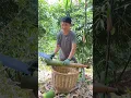 Download Lagu The peak season for Badu bamboo shoots has come, and they can’t be cut down completely.