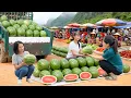 Download Lagu Harvesting 1000+ Watermelon, Use 3 Wheeled Truck To Transport Many Watermelon Go To Market Sell